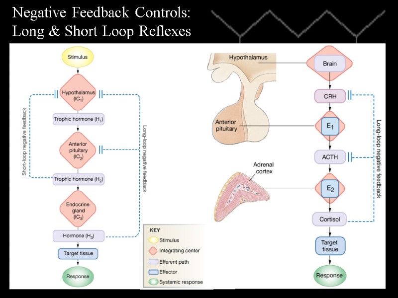 Negative Feedback Controls:  Long & Short Loop Reflexes